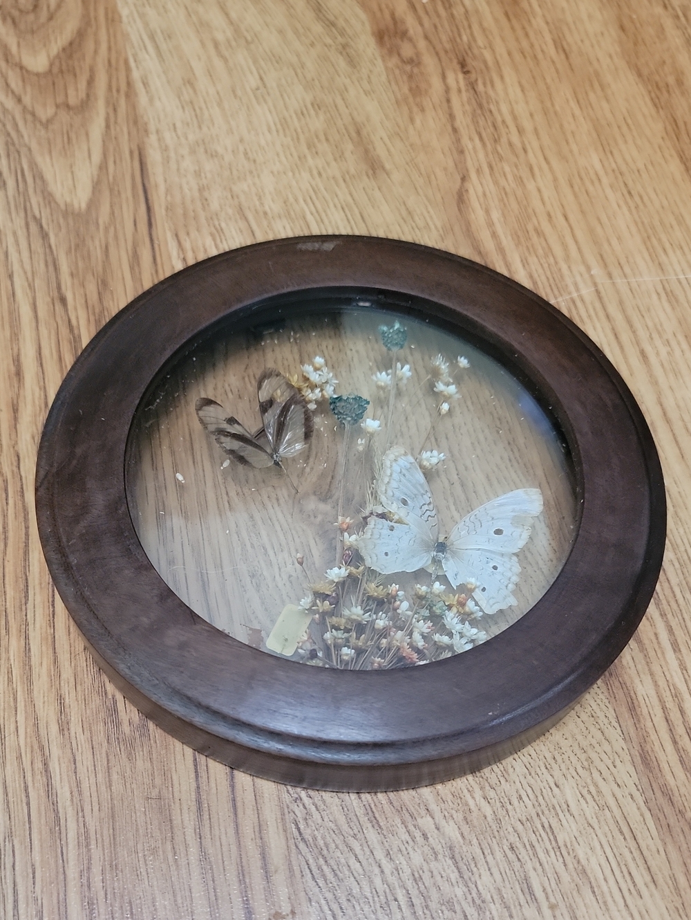 UCGC Walnut Framed Dried Butterfly And Flowers Wall Plaque 6 3/4"